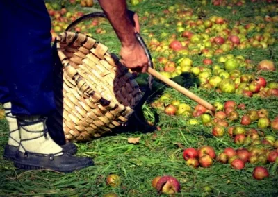 preparacion sidra - Visita a Llagar Asturiano en Gijón